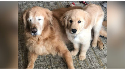 Charlie And Maverick Golden Retriever 2025