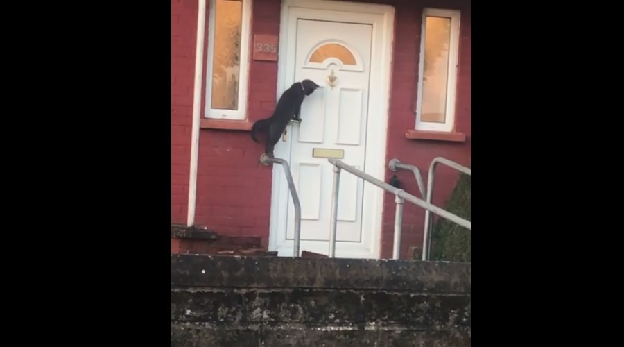 Video Of A Cat Knocking On Door Like Human Going Viral