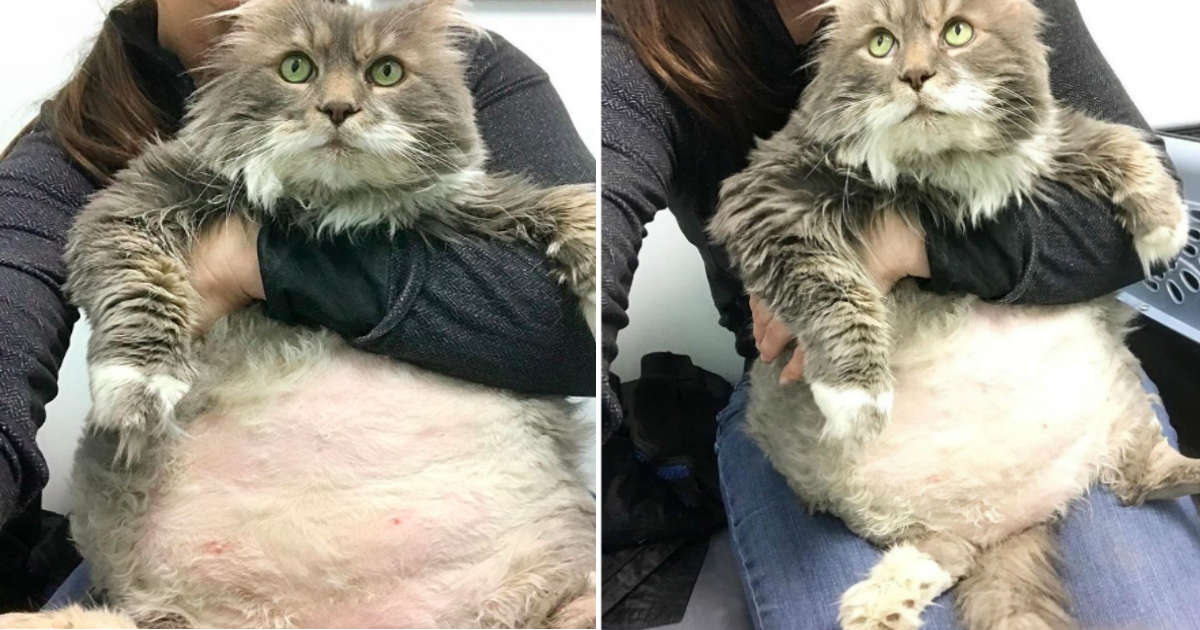 28-Pound Rescue Cat, Aided to Lose Weight, Now Looking for ...