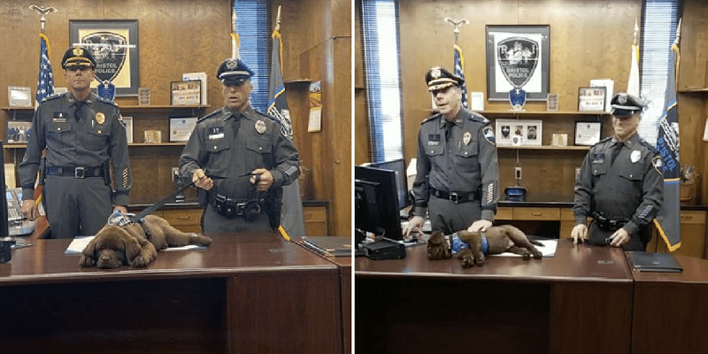Adorable K-9 Pup Lazily Slept Through His Swearing-In Ceremony