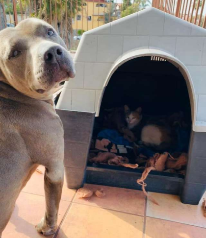Kind Pit Bull Invited Pregnant Stray Cat to Give Birth in his Doghouse