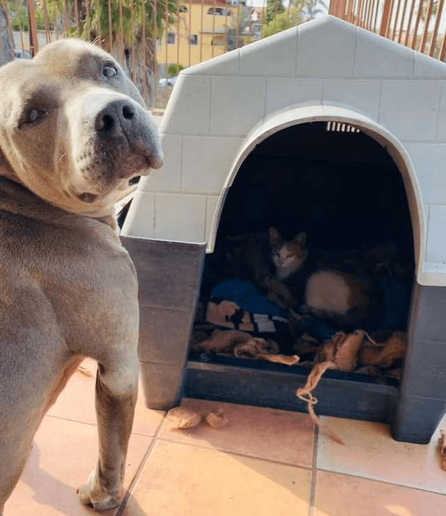 Kind Pit Bull Invited Pregnant Stray Cat to Give Birth in his Doghouse