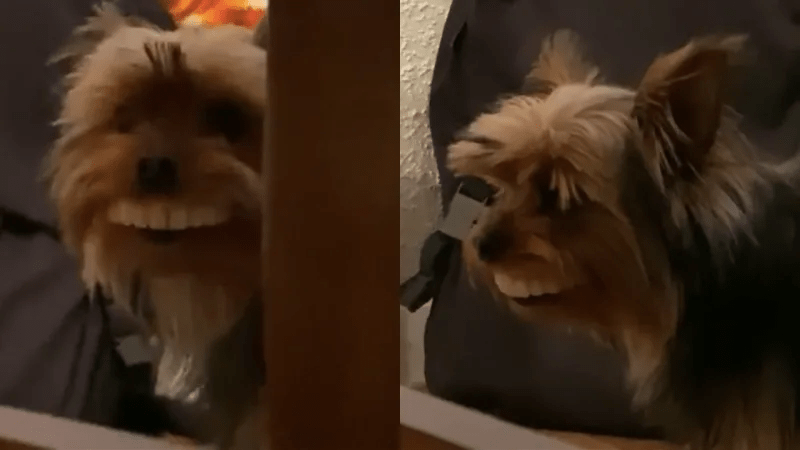 Pup Hilariously Wearing Giant Fake Teeth