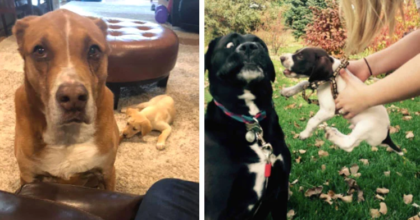 Dogs That are So Done with Their New Siblings