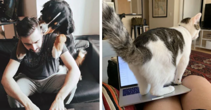 Pet Owners Reveal How It's Like to Work with Furry Coworkers at Home