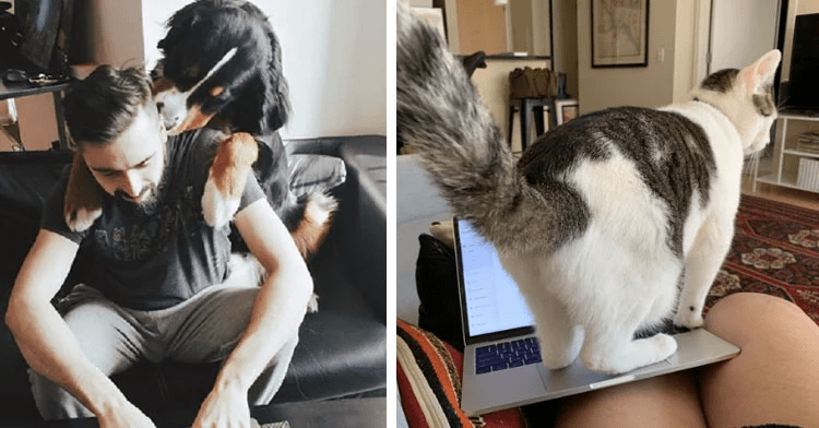 Pet Owners Reveal How It's Like to Work with Furry Coworkers at Home