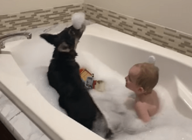 Puppy Joins Brother's Bubble Bath