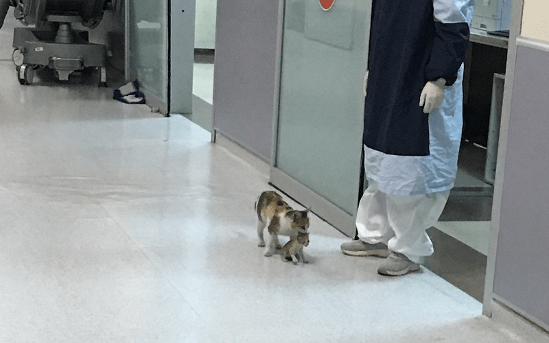 Stray Cat Walks up to the ER with Her Baby For a Check-Up