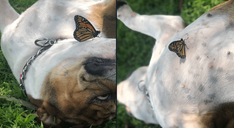 Sweet Pup Lets Butterfly Rest on her Belly in Magical Moment