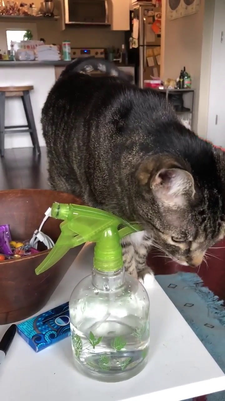 Spraying Cat With Water Discipline SENTRY Stop That! Behavior