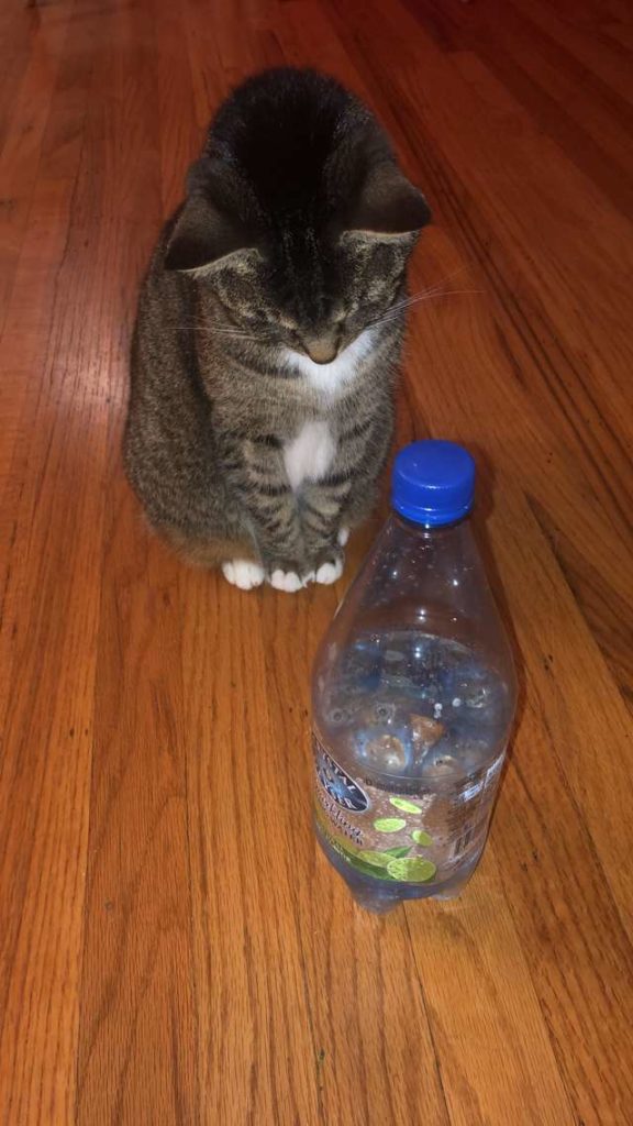 Cat Who Is Not Afraid Of Water Falls In Love With Spray Bottle
