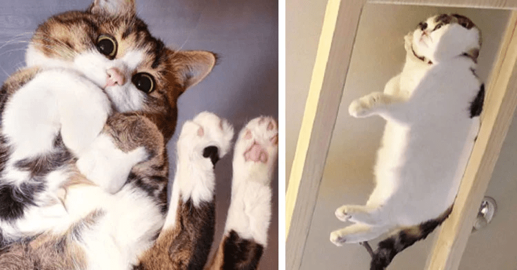 Cats Smooshed Against Glass Surfaces