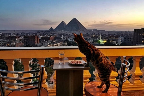 Cat Loves Eating Meals with the Very Best View- The Pyramids