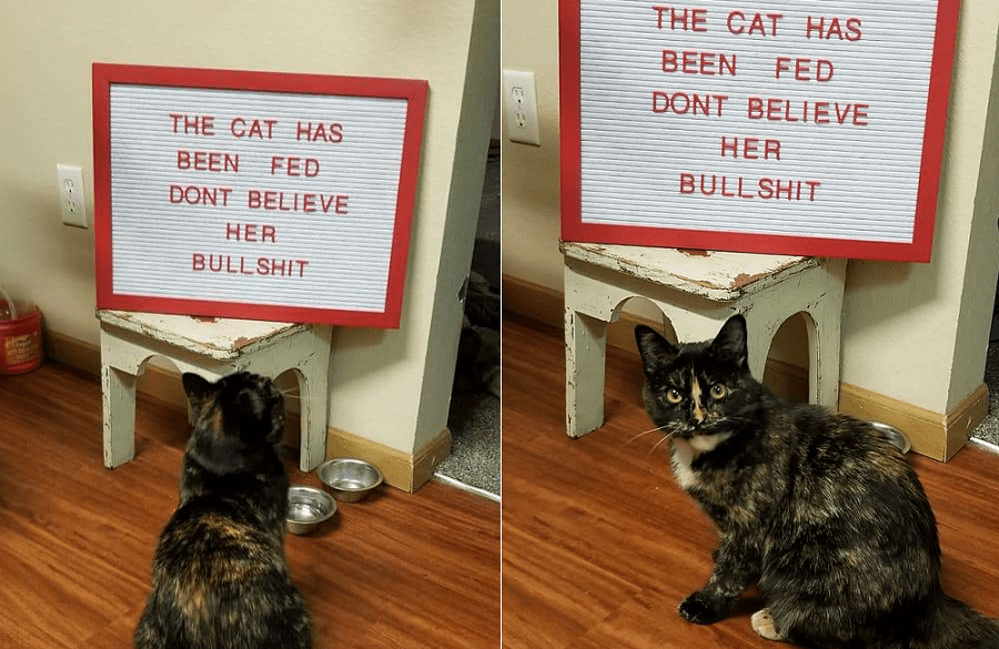 Cat Shows her Family How Offended she is by the Sign they Put up