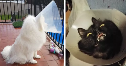 Hilarious Photos of Pets Struggling with The Cone Of Shame