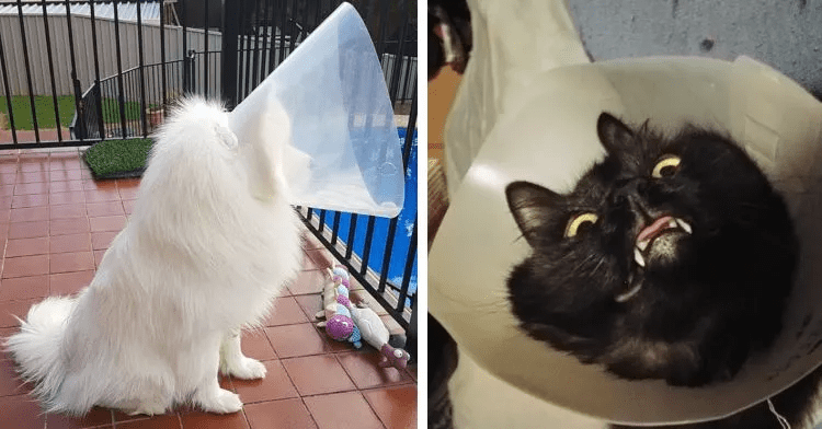 Hilarious Photos of Pets Struggling with The Cone Of Shame
