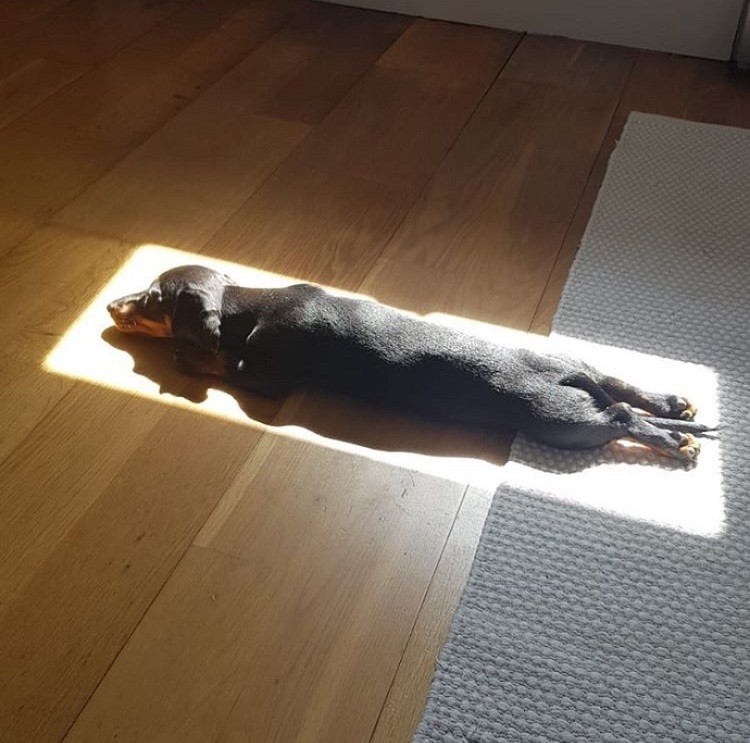 Sun-Loving Puppy Has a Talent for Finding the Perfect Napping Spot