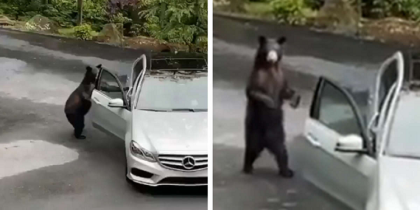 Thieving Bear Gets Scared Off by Man's Primal Scream