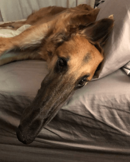 The Internet Has Fallen In Love With Tupe, The Borzoi Dog With An Extra ...