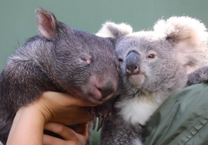 koala and wombat friendship