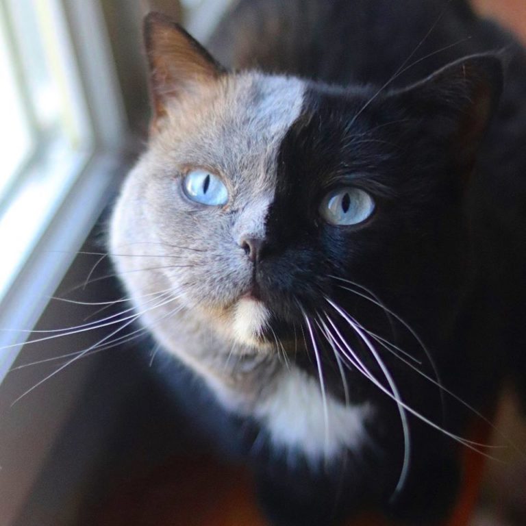 Cat With Two-Colored Face Fathers More Adorable Kittens - :) Healthy ...