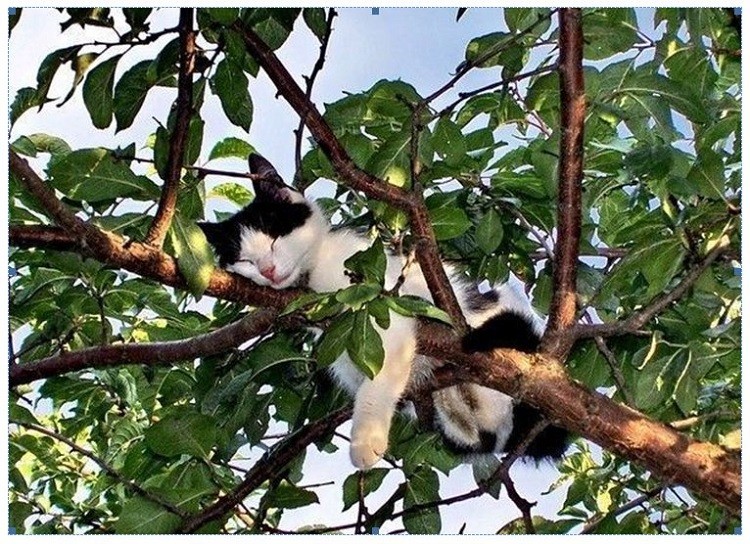Cats Comfortably Slumbering in Trees