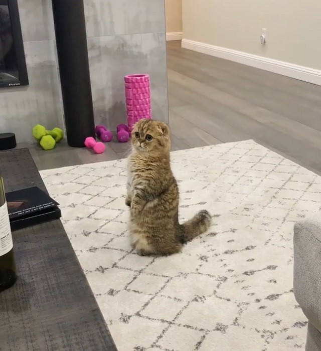 Curious Cat Has a Habit of Standing on His Hind Legs Like a Tiny Human