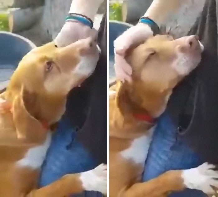 Journalist Adopts Dog Who Desperately Clung to Him While He Was Doing a Story at a Shelter