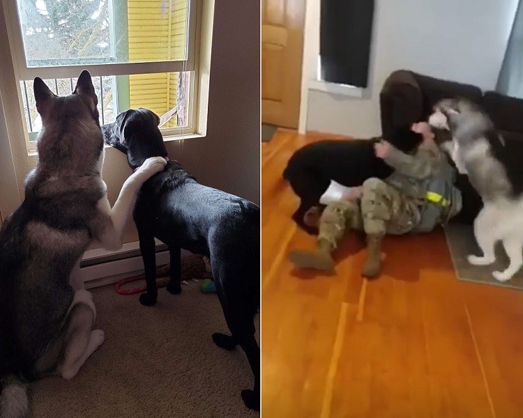 Mom's Homecoming after 8-Month Deployment Has Dogs Running Around With Excitement