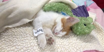 Nervous Kitten Got Through Scary Vet Visit with the Help of his Favorite Stuffed Dragon