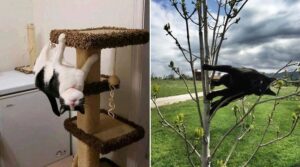 15 Hilariously Confusing Photos of Gravity-Defying Cats - :) Healthy : The incredible picture capturing an beautiful view. Its hues are bold and blend flawlessly. The layout is great, with its details are also extremely sharp.