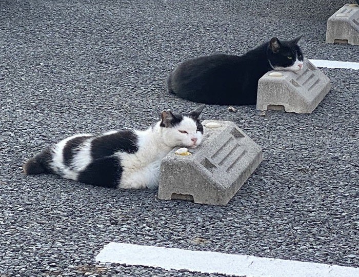 Cats Using Parking Bumpers as Pillows