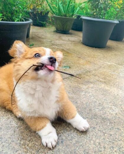 Meet Baby The Corgi That Can Pass As The World S Cutest Healthy Happy News