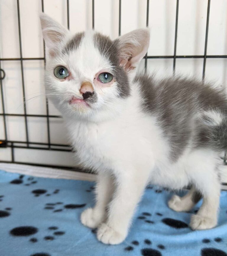 Deformed Kitten Looking For Forever Home ) Healthy Happy News