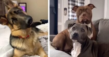 dogs reacting to their favorite words