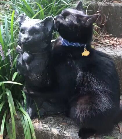 Cat Absolutely Adores His Look-Alike Statue