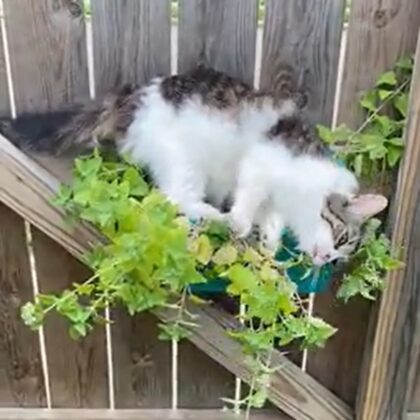 Cat Dives into Mom's Catnip Plant