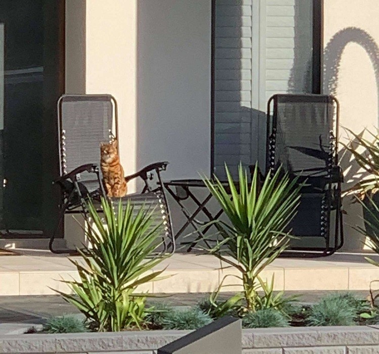 Cat Loves Lounging at Neighbors' Houses
