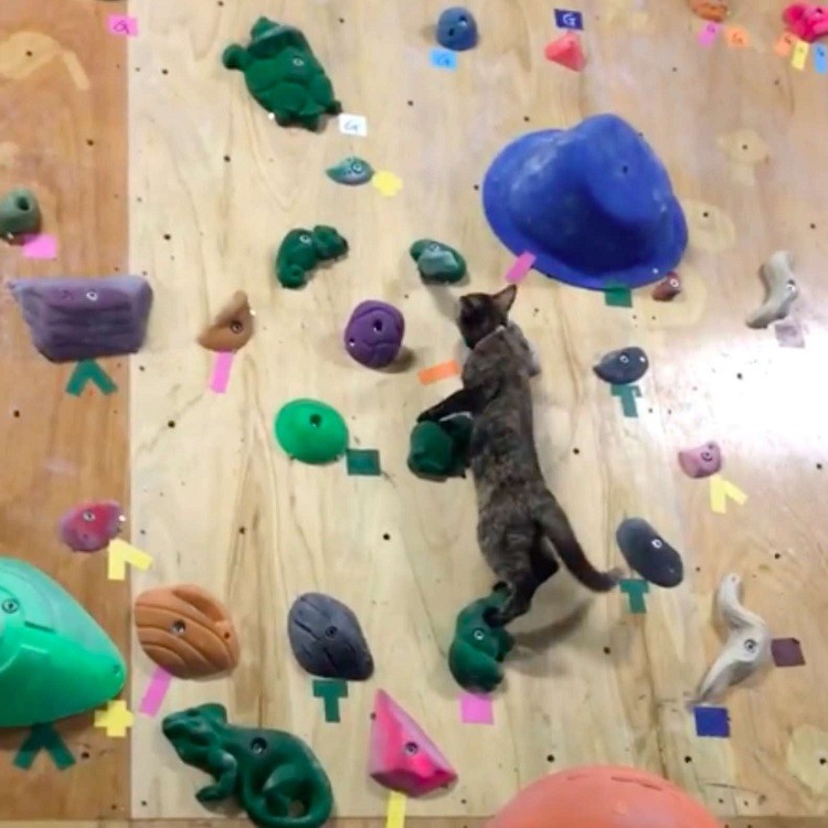 Cat Shows Off Rock Climbing Skills