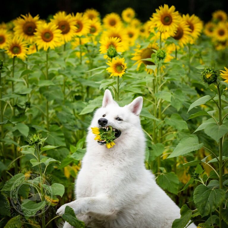 Dogs' Sunflower Photoshoot Turns into Hilarious Experience