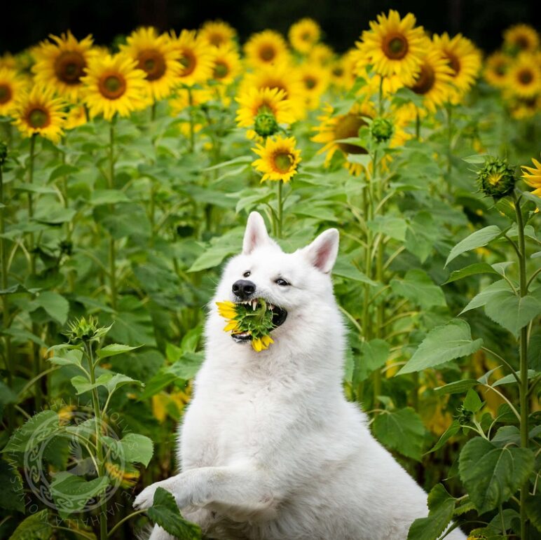 Dogs' Sunflower Photoshoot Turns into Hilarious Experience - :) Healthy