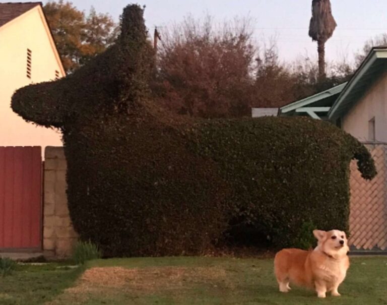 Giant Dog-Shaped Hedge Stops Corgi in Her Tracks