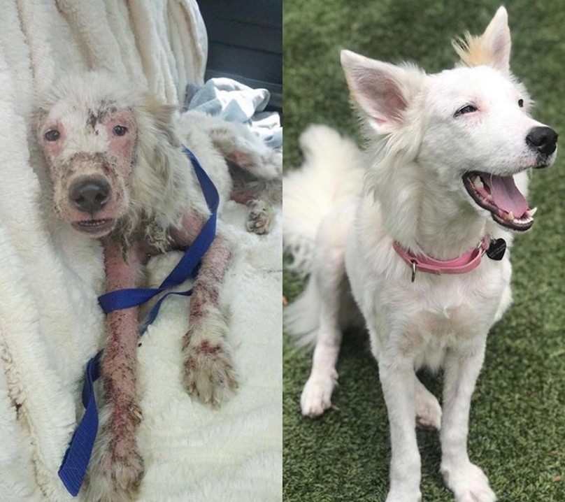 Love Transforms Dog From Hairless to Fab
