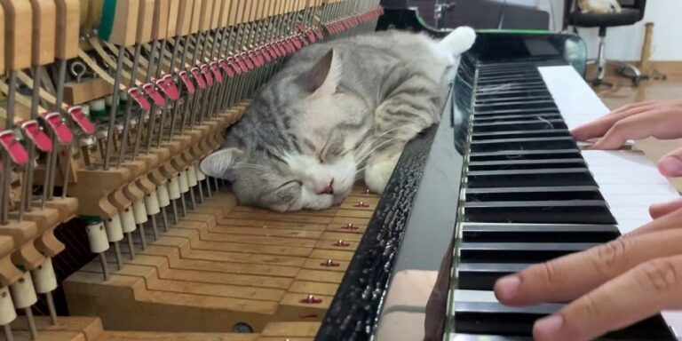 Pianist's Adorable Cat is Living his Best Life Getting Massages From Piano Keys
