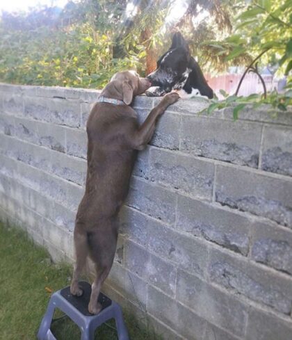 Pup Finally Sees Friends Across the Wall