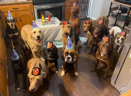Well-Behaved Dogs Pose for the Best Birthday Party Photos