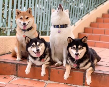 Troublemaker Dog Keeps Ruining Perfect Family Photos