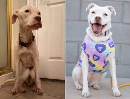 Abandoned pit bull is now healthy and happy thanks to foster mom