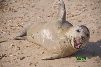 Adorable Friendly Seal
