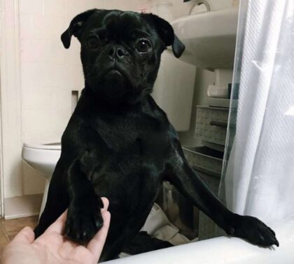Bath-Hating Pug Offers Moral Support During Mom's Bath Time